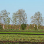 Landschaft im Donaumoos